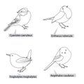 Small pretty birds, real latin names. Black lines, contour style. Illustration can be used for coloring books