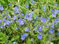 Small pretty blue flowers