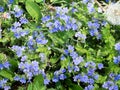 Small pretty blue flowers