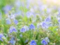 Small pretty blue flowers