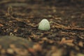 Small pretty broken bird egg shell on forest ground, New Zealand Royalty Free Stock Photo