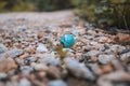 Small pretty brocken bird egg shell on forest ground, New Zealand Royalty Free Stock Photo