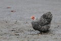 Chicken sat in a puddle on the road.