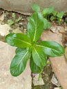 Small Pretty Green Plant on Common Ground