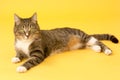 Small pretty greeneyed tabby cat on yellow Royalty Free Stock Photo