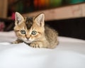 Small pretty kitten British golden chinchilla ticked lay down on