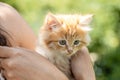 small pretty red-headed kitten on the woman chest. Care concept