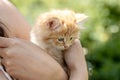 small pretty red-headed kitten on the woman chest. Care concept