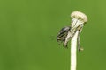 A small Weevil Phyllobius perching on the seed head of a dandelion. Royalty Free Stock Photo
