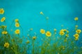 Small pretty yellow daisy on blue background
