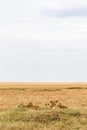 A small pride of lions is resting in the savannah. Masai Mara, Africa