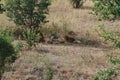 A small Pride of lions resting in the shade of bushes