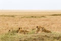 A small pride of young lions is resting in the savannah. Masai Mara, Africa Royalty Free Stock Photo