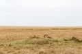 A small pride of young lions in the savannah. Masai Mara, Africa Royalty Free Stock Photo