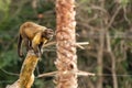 a small monkey is sitting on a branch in a tree