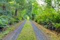 Small private country road inside of Northwest American forest.