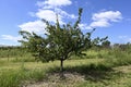 Italian Prune Plum Tree Royalty Free Stock Photo