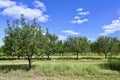 Italian Prune Plum Orchard Royalty Free Stock Photo