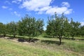 Italian Prune Plum Orchard Royalty Free Stock Photo
