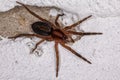 Small Prowling Spider Royalty Free Stock Photo