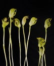 Small Pterostylis Orchid Royalty Free Stock Photo