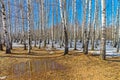 A small puddle at the edge of a birch grove, early spring. Royalty Free Stock Photo