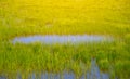 Small puddle among a green field