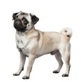 Small Pug Standing on White Background