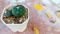 Small pumkins cactus in the white pot
