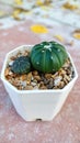 Small pumkins cactus in the white pot.