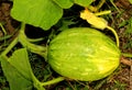 Small pumpkin with flower in the plant with leaves in a farm field.