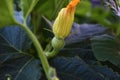 Small pumpkin fruits in summer on a Bush with flowers Royalty Free Stock Photo