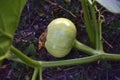 Small pumpkin fruits in summer on a Bush with flowers Royalty Free Stock Photo