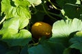 A small pumpkin in the garden, in the shade of its own leaves Royalty Free Stock Photo