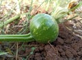 Small Pumpkin growing on vine Royalty Free Stock Photo