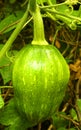 A small pumpkin in the plant with vein and leaves in farm field