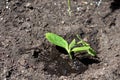 Small  pumpkin  sprout planted and watered in the garden in the soil, vegetable sprout in dirt background Royalty Free Stock Photo