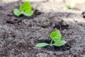 Small  pumpkin  sprout planted and watered in the garden in the soil, vegetable sprout in dirt background Royalty Free Stock Photo