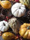 Small pumpkins and gourds of various colors, displayed on platters from various angles and depth Royalty Free Stock Photo