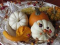 Small pumpkins and gourds of various colors, displayed on platters from various angles and depth Royalty Free Stock Photo