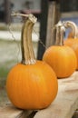 Pumpkins Royalty Free Stock Photo