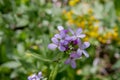 Small puple flowers