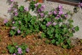 Small puple flowers in will grass in Kastrup Denmark