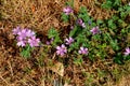 Small puple flowers in will grass in Kastrup Denmark