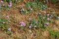 Small puple flowers in will grass in Kastrup Denmark