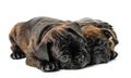 Small puppies of a French bulldog of a tiger suit lie cuddling on a white isolated background Royalty Free Stock Photo