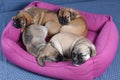 Small puppies sleep deeply in their dog bed. Care and raising of puppies concept. Isolated on a blue background. Studio.