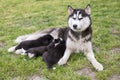 Small puppies sucking mothers nipples lying on the green grass. Dog breastfeeding. Little puppies getting fed by his mother. Royalty Free Stock Photo