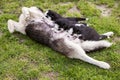 Small puppies sucking mothers nipples lying on the green grass. Dog breastfeeding. Little puppies getting fed by his mother. Royalty Free Stock Photo