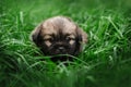 small puppies are walking on green grass